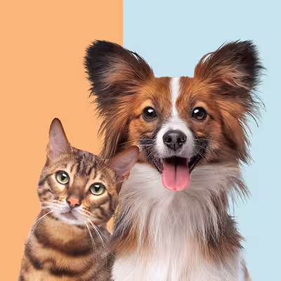 pet and animal